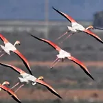 Vientos Y Mares